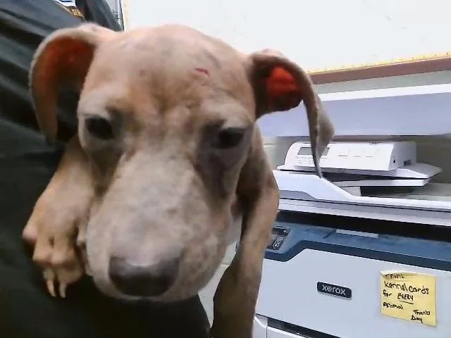 A young small-sized male Pit Bull Terrier dog named 5 for adoption in Tulsa, OK