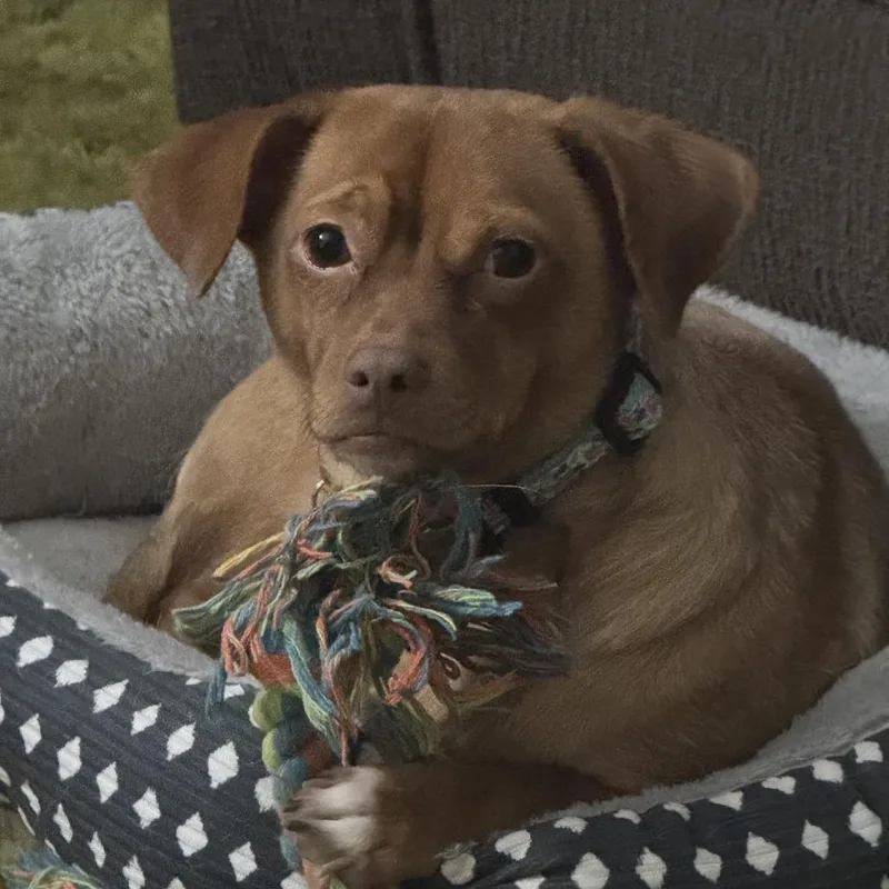 An adult small-sized female Chihuahua dog named Nike for adoption in Santa Fe, TX
