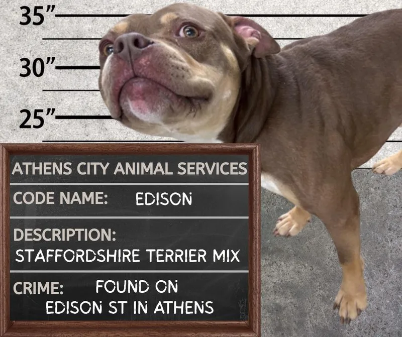 Edison thumbnail 4