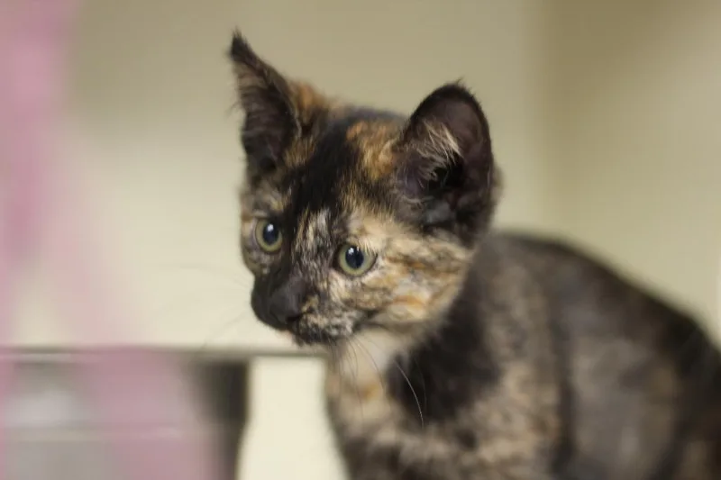A baby small-sized female Domestic Short Hair cat named Terra for adoption in Rockford, IL