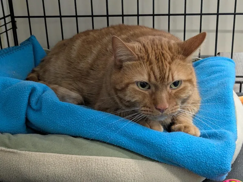 Skeletor thumbnail 2