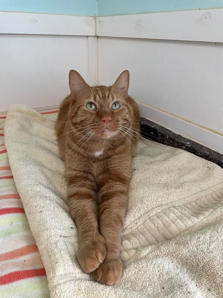 Skeletor thumbnail 4