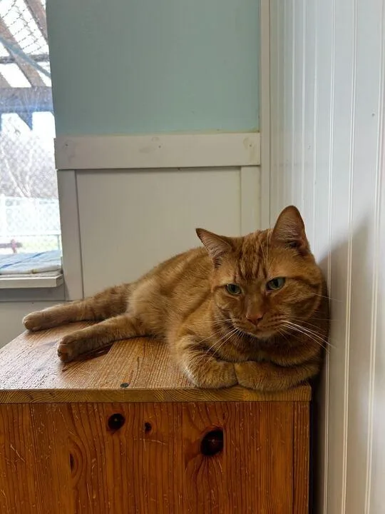 Skeletor thumbnail 5