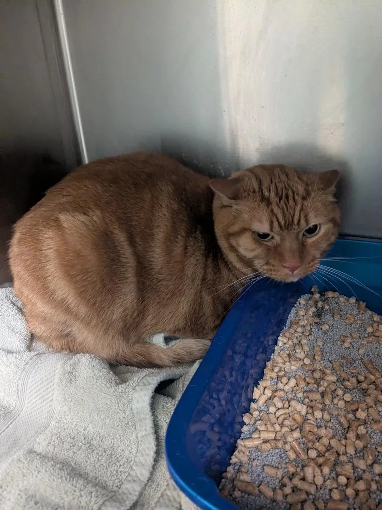 Skeletor thumbnail 6