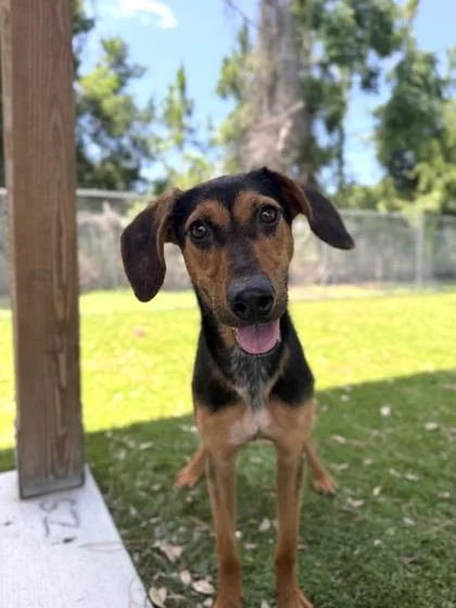 A young medium-sized female Coonhound dog named Ella May for adoption in Daytona Beach, FL