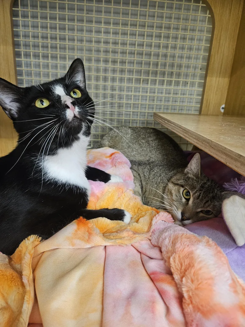 An adult large-sized male Black & White / Tuxedo Tuxedo cat named Bowser Baller for adoption in Phoenix, AZ