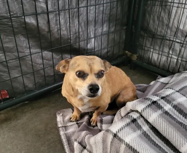An adult small-sized male Chihuahua dog named Jack for adoption in Oceanside, CA