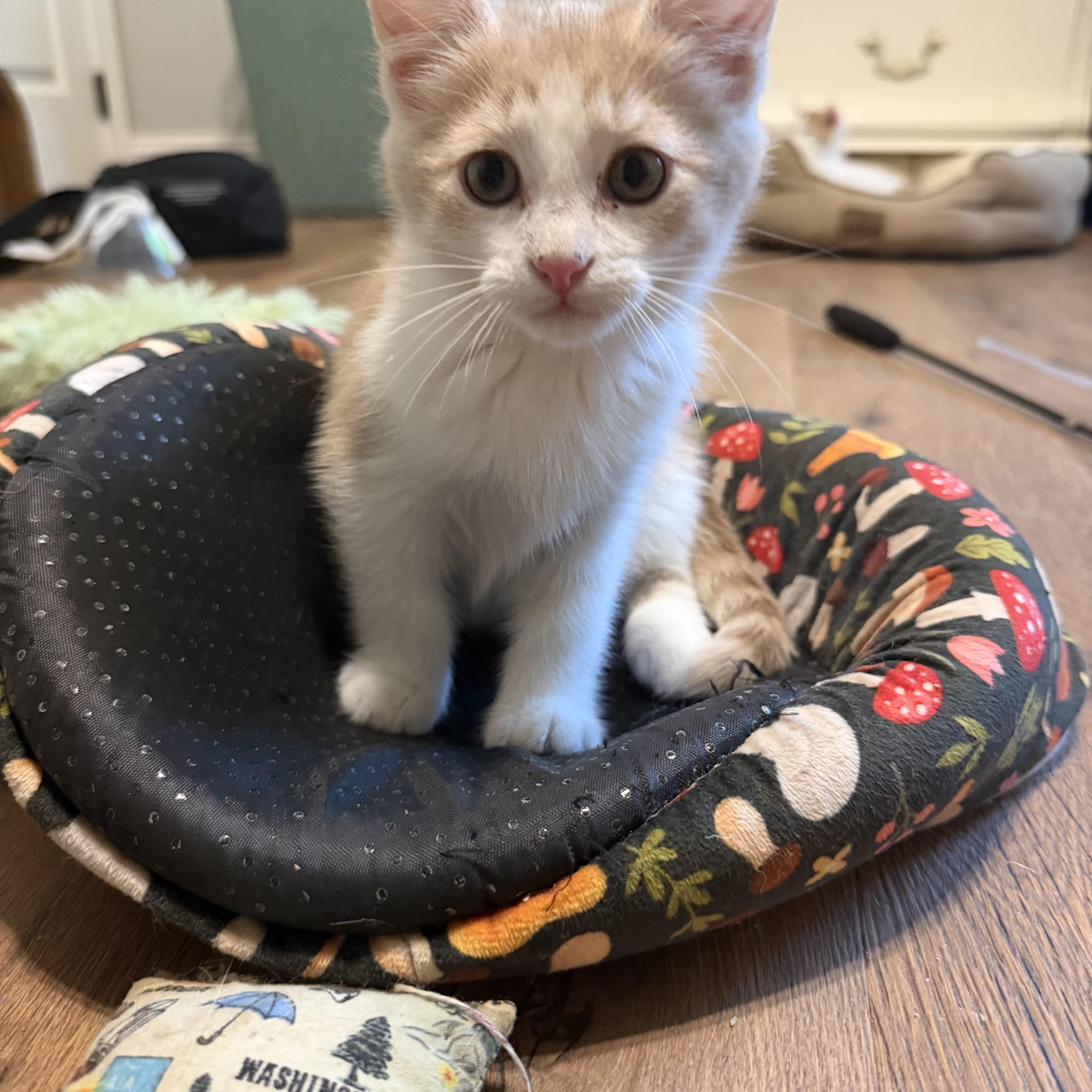 A baby large-sized male Orange & White Domestic Medium Hair cat named Cheddar for adoption in Seneca, SC