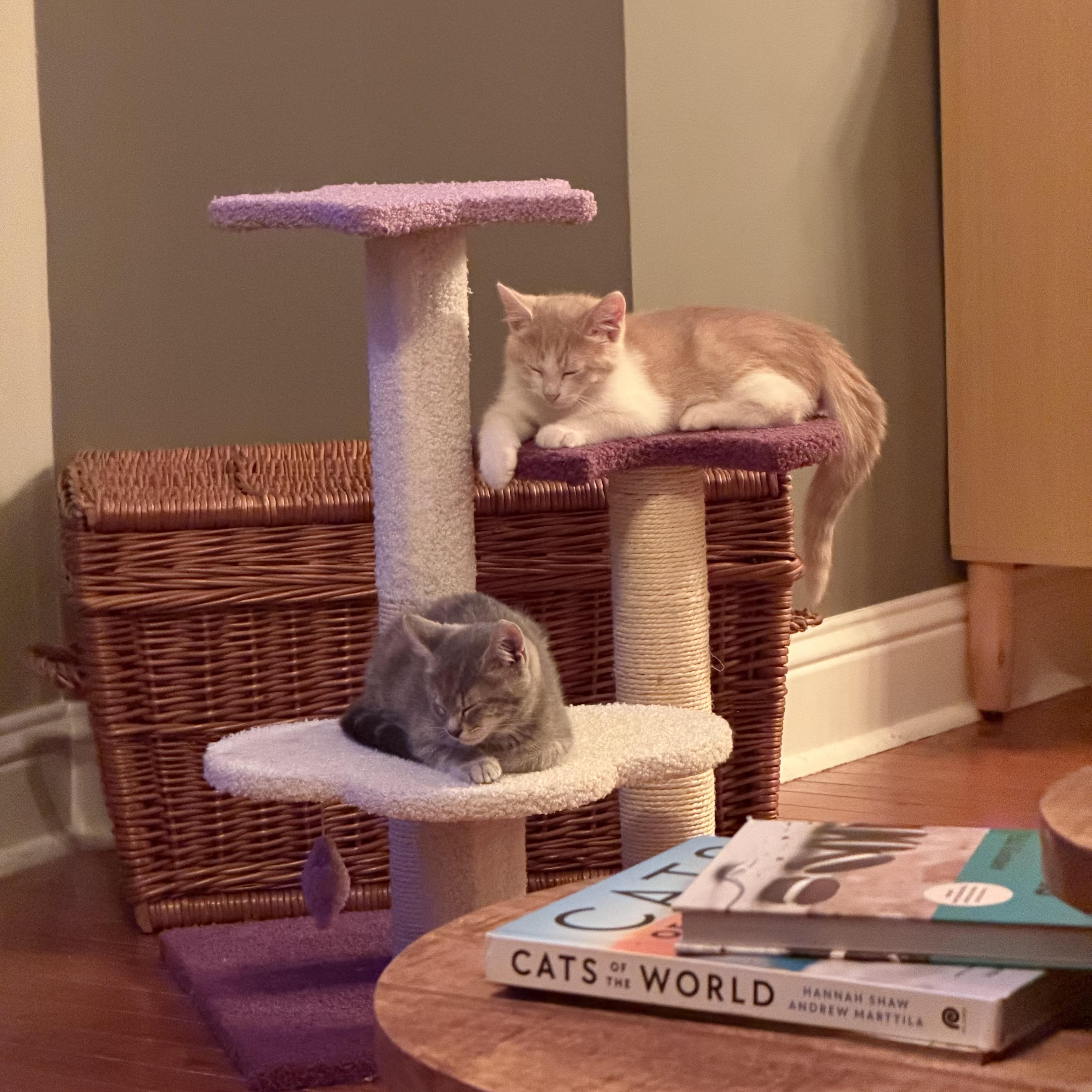 Cheddar thumbnail 3