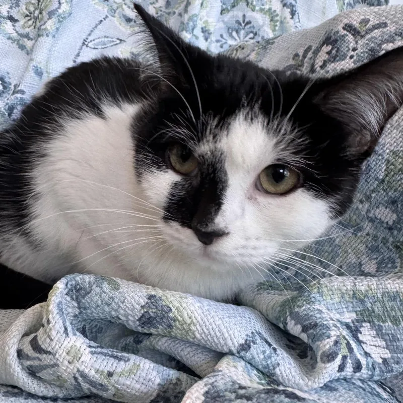A young medium-sized female Black Domestic Short Hair cat named Eleanor The Bold for adoption in Eaton Rapids, MI