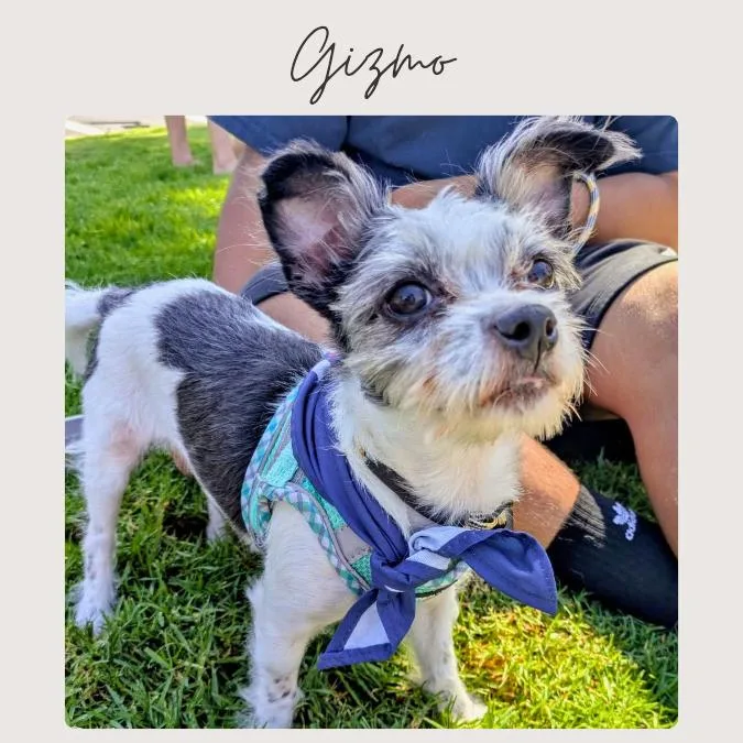 Gizmo