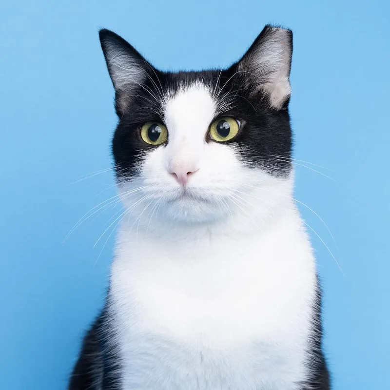 A young medium-sized male Black Domestic Short Hair cat named Dusty for adoption in Franklin, TN