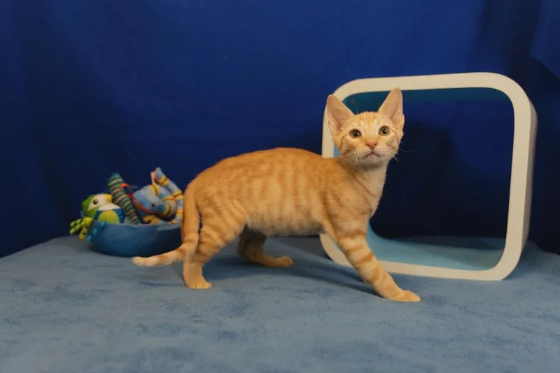 A baby small-sized male Domestic Short Hair cat named George for adoption in Roanoke, TX