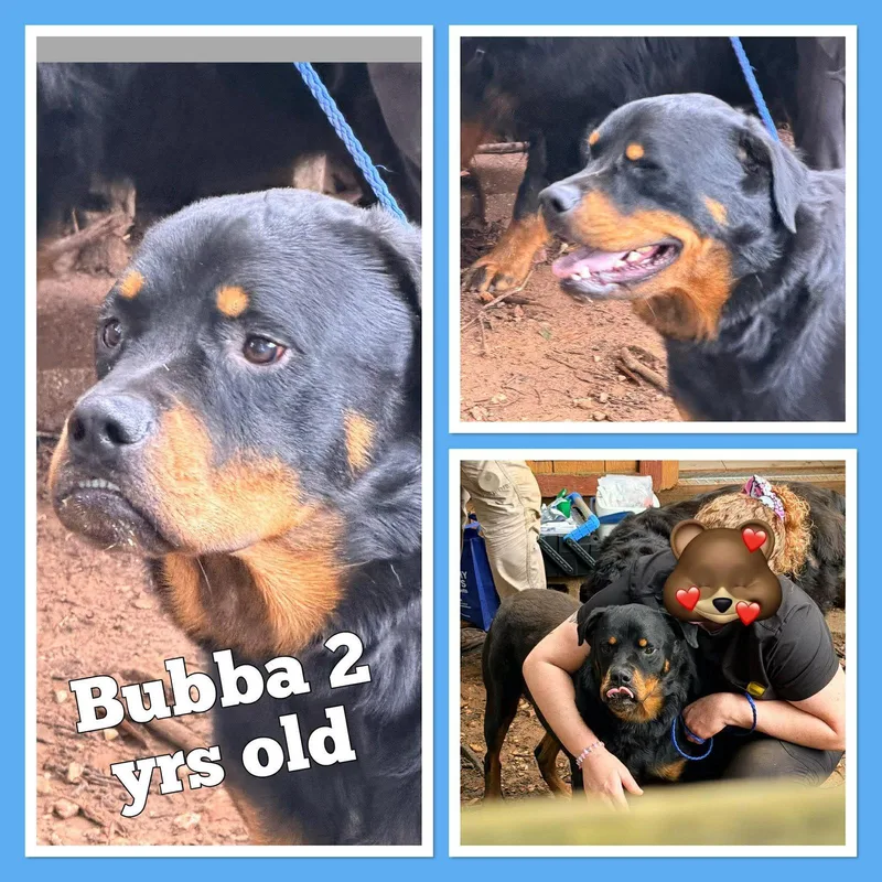 Bubba thumbnail 2