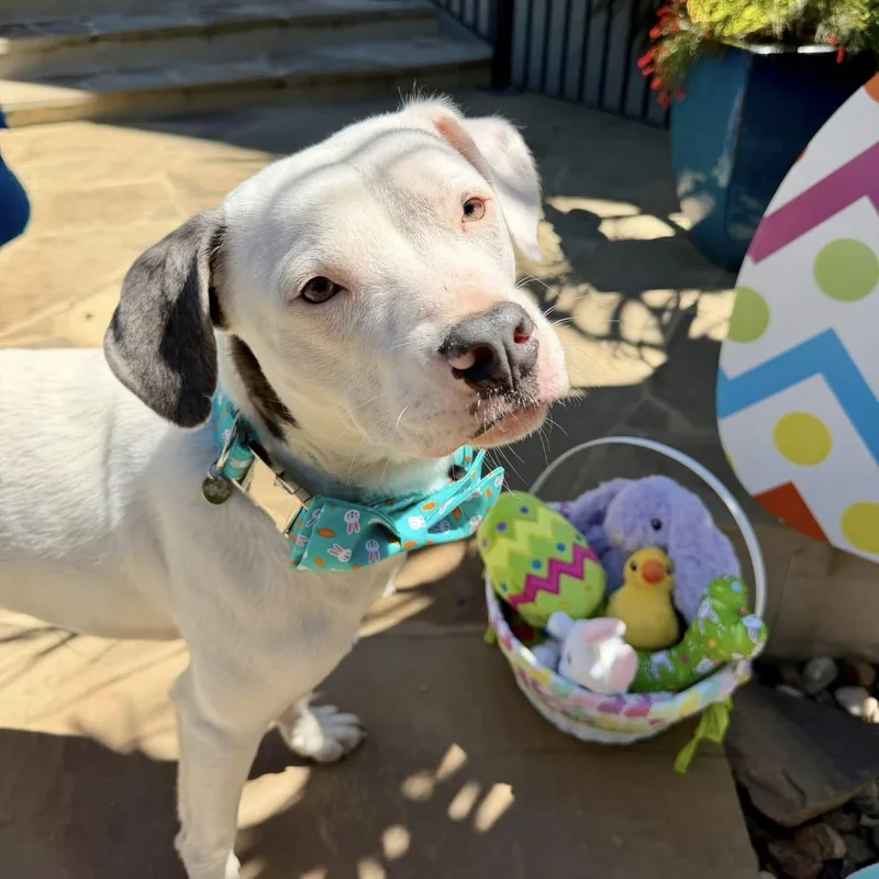 A young medium-sized male Mixed Breed dog named Marky for adoption in Redmond, WA