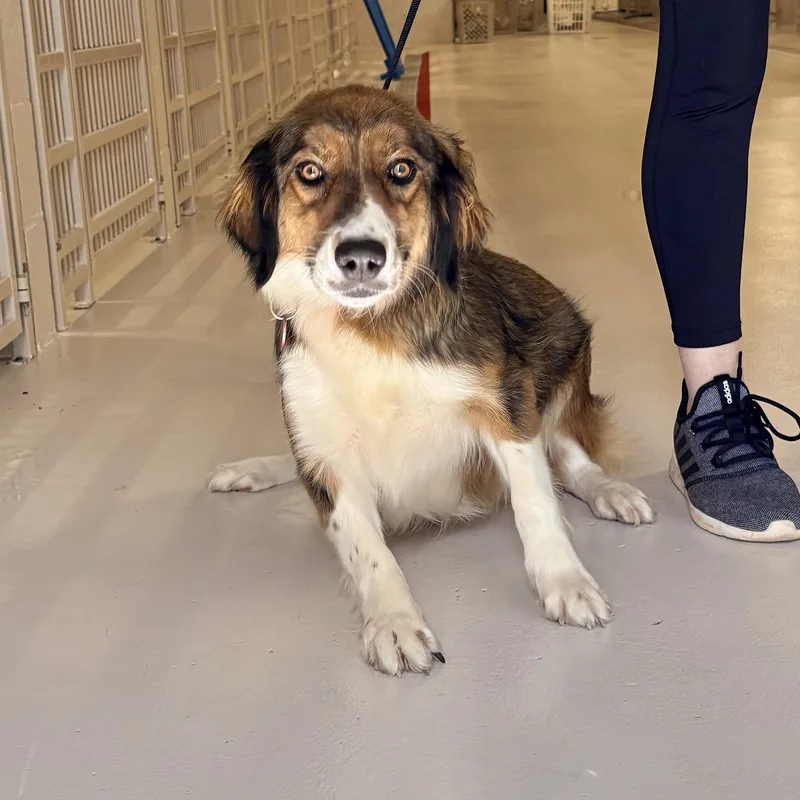 An adult medium-sized female Collie dog named Jesse for adoption in Chicago, IL