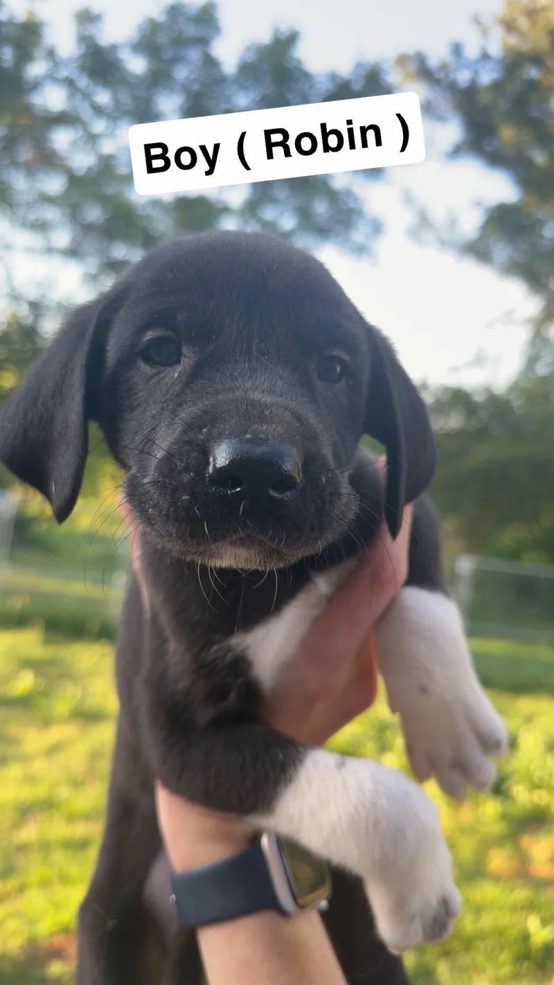 A baby extra large-sized male Great Dane dog named Robin for adoption in Chambersburg, PA