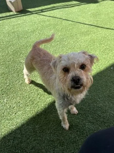 An adult small-sized female Terrier dog named Guppy for adoption in Oceanside, CA