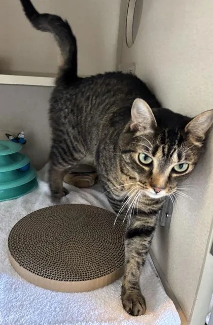 A young medium-sized female Tabby (Brown / Chocolate) Domestic Short Hair cat named Gravy for adoption in Steamboat Springs, CO