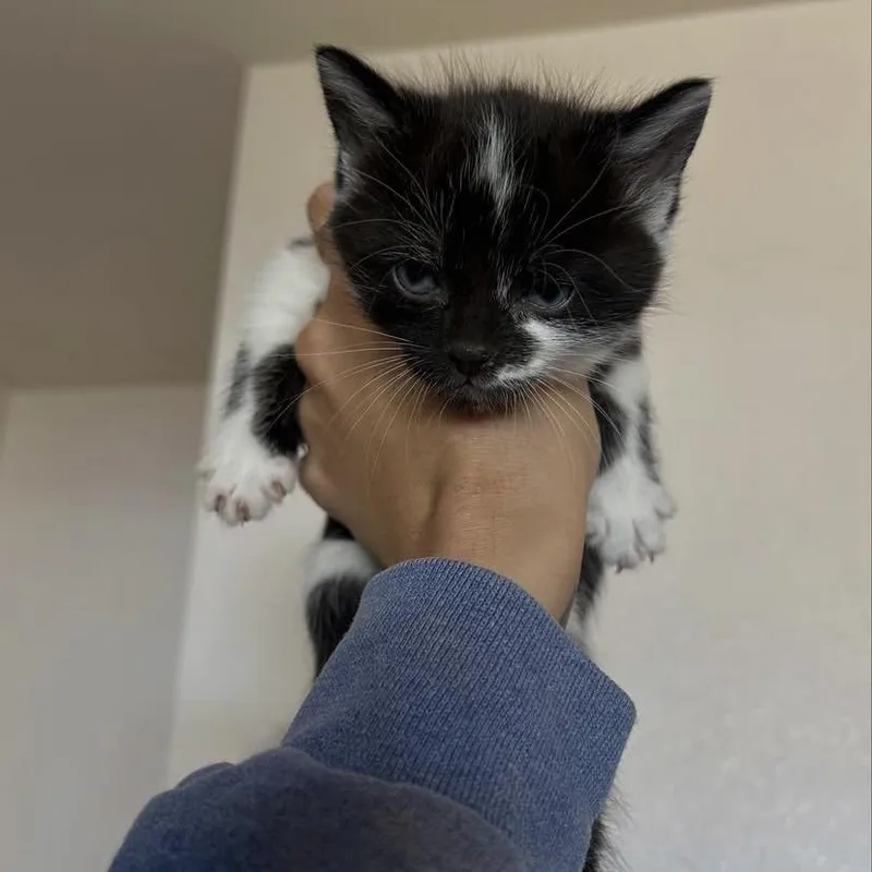 A baby small-sized male Black Domestic Short Hair cat named Moo for adoption in Yucca Valley, CA