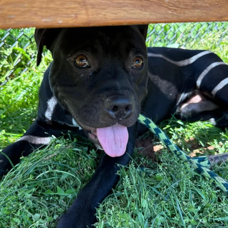 An adult large-sized male Black Pit Bull Terrier dog named Scrap for adoption in York, PA