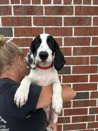 A baby large-sized female Mixed Breed dog named Indy for adoption in Manteo, NC