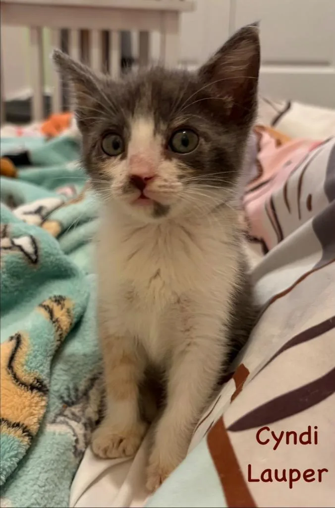 A baby medium-sized female Domestic Short Hair cat named Cyndi Lauper for adoption in New Orleans, LA