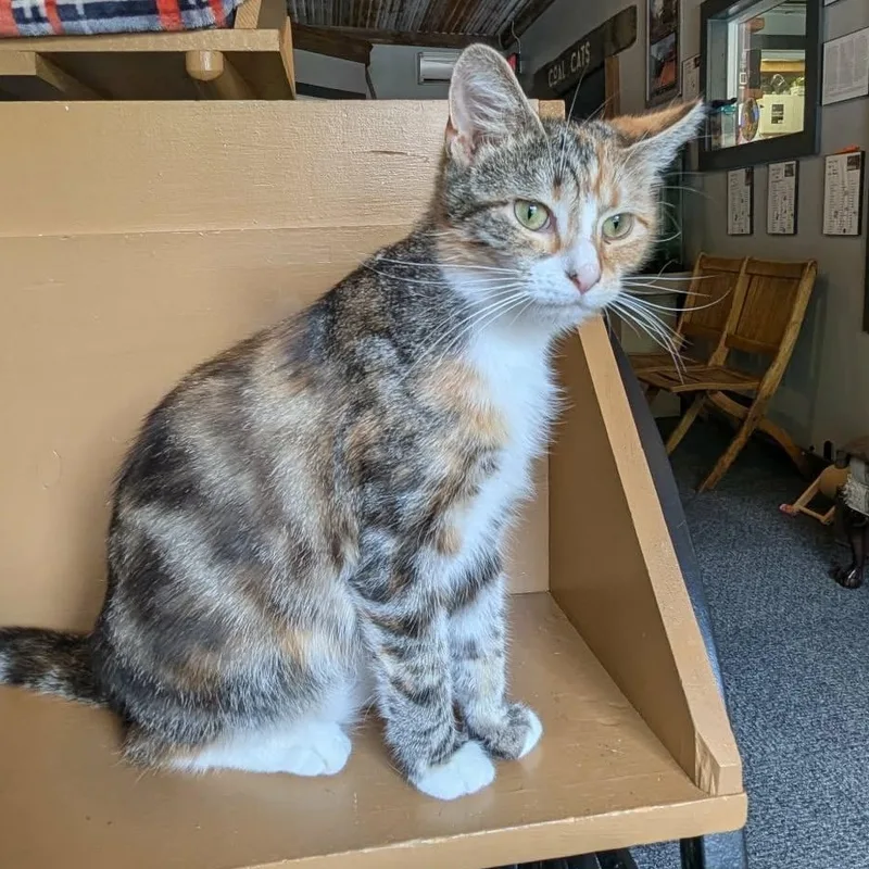 A young medium-sized female Calico Domestic Short Hair cat named Hazel for adoption in Schnecksville, PA