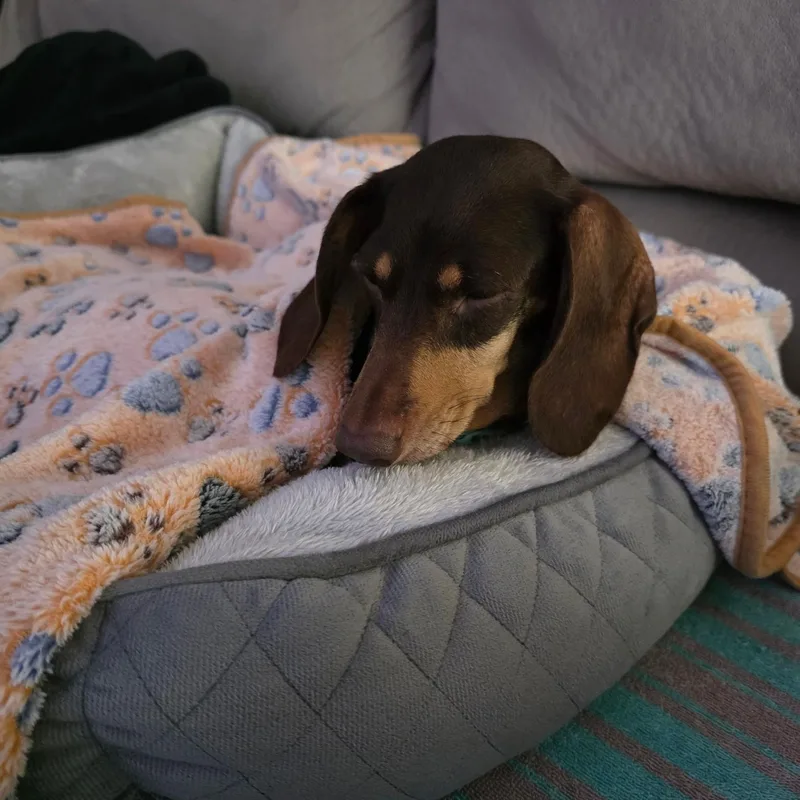 An adult small-sized female Bicolor Dachshund dog named Poppy for adoption in Chicopee, MA