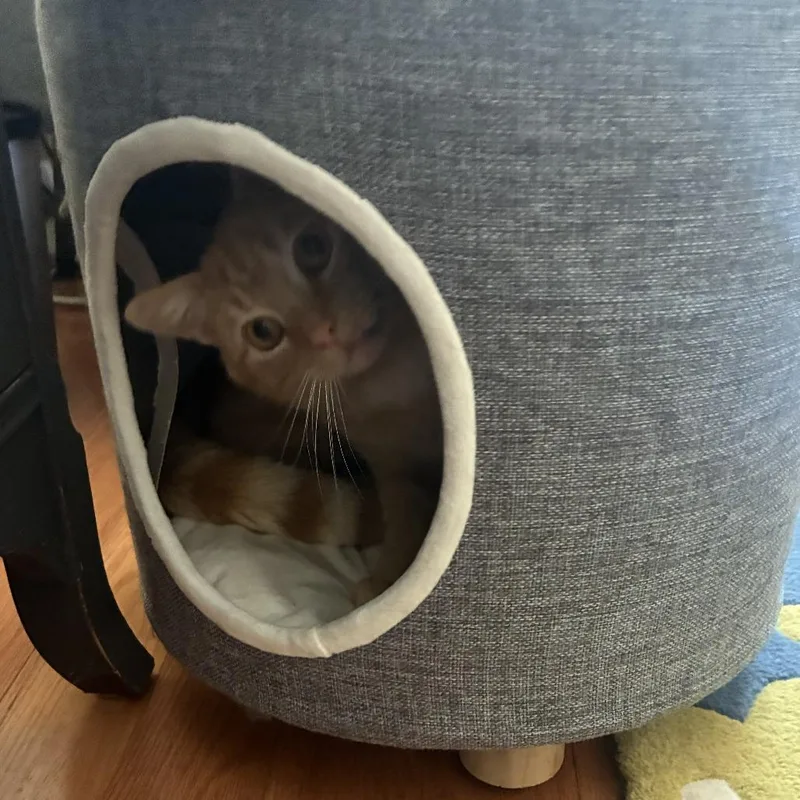 A young medium-sized male Orange / Red Domestic Short Hair cat named Sparrow for adoption in Baltimore, MD
