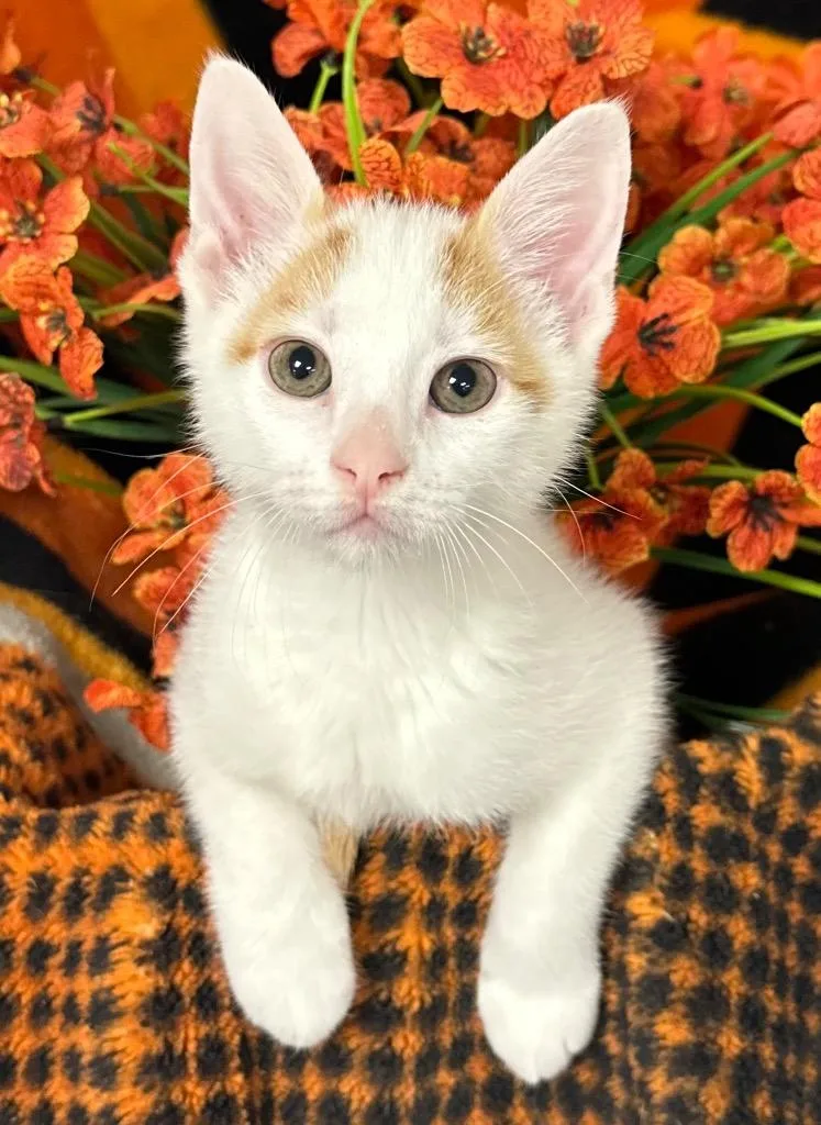 A baby small-sized male Domestic Short Hair cat named Dj for adoption in Stillwater, OK