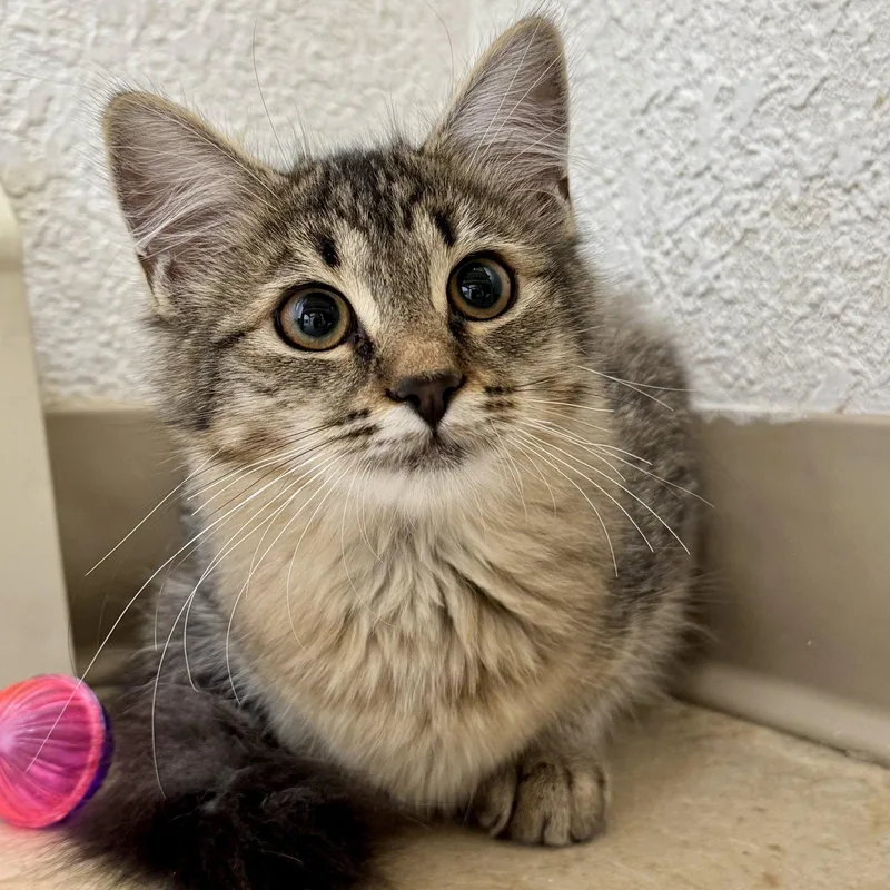 A baby medium-sized female Domestic Medium Hair cat named Mittens for adoption in Winchendon, MA