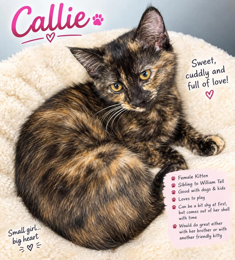 Callie
