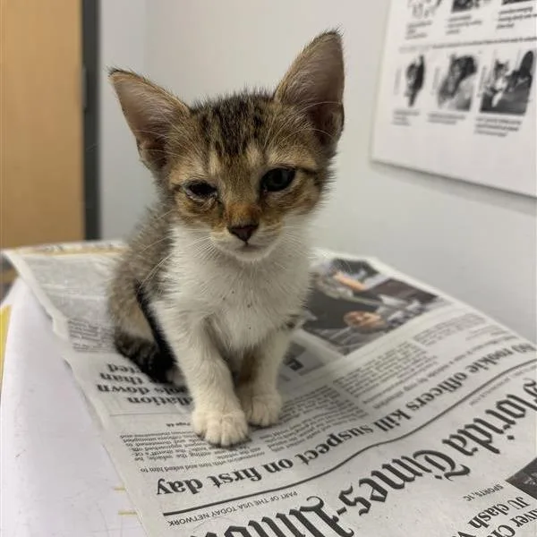 A baby small-sized female Brown / Chocolate Domestic Short Hair cat named Sabrina for adoption in Jacksonville, FL
