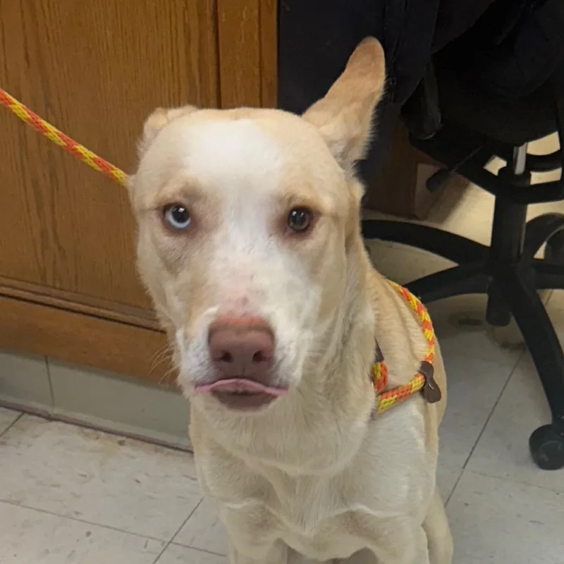 An adult large-sized female White / Cream Husky dog named Chanel for adoption in Jacksonville, AR
