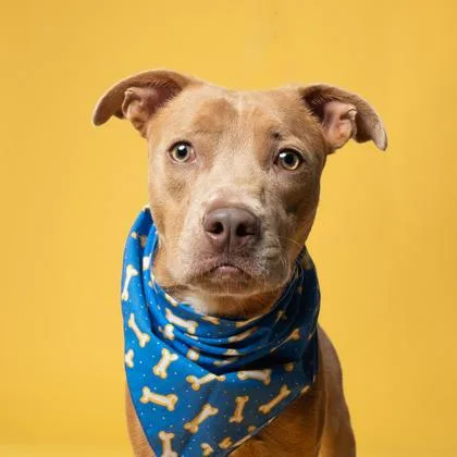 An adult medium-sized male Pit Bull Terrier dog named Rowdie for adoption in Atlanta, GA