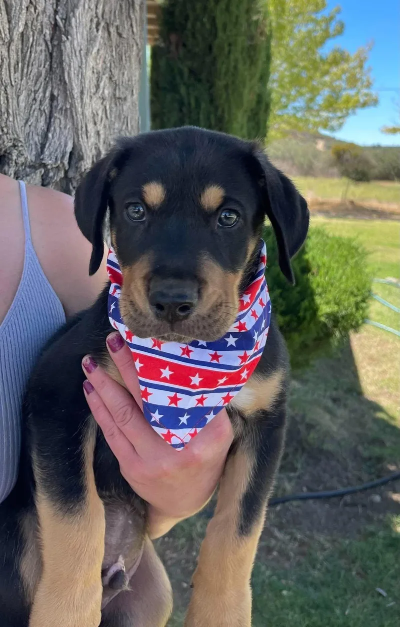 A baby medium-sized male German Shepherd Dog dog named Eminem for adoption in Anza, CA