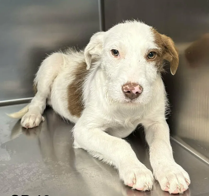A baby medium-sized male White / Cream Terrier dog named Quick Thinking for adoption in Newport, TN
