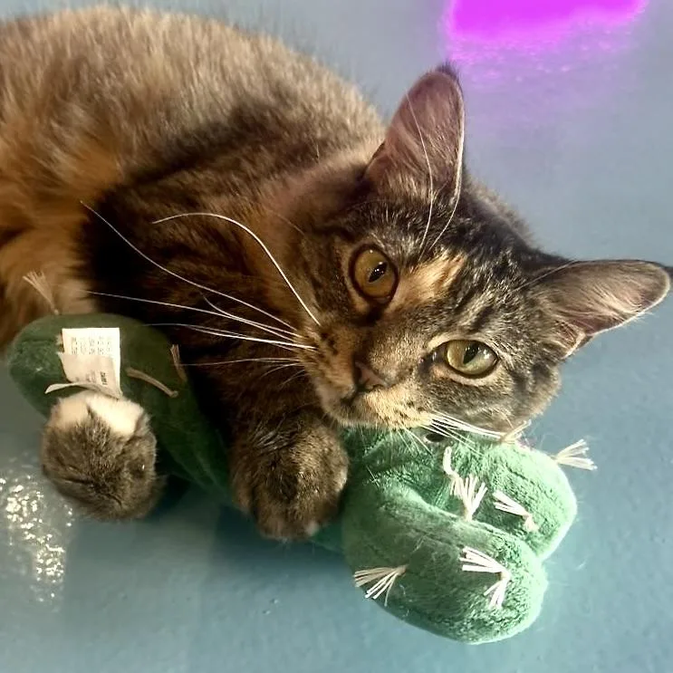 A young medium-sized female Calico Domestic Medium Hair cat named Clovington aka Clove for adoption in Liverpool, TX