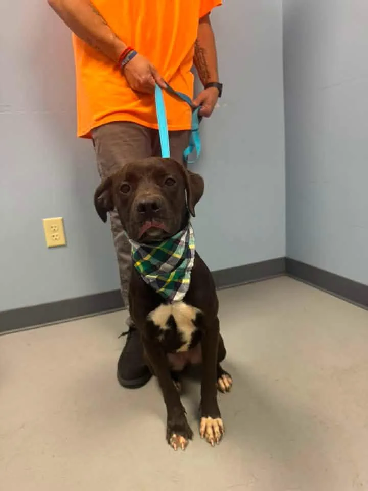 A young medium-sized male Black Terrier dog named Nutella for adoption in Zanesville, OH