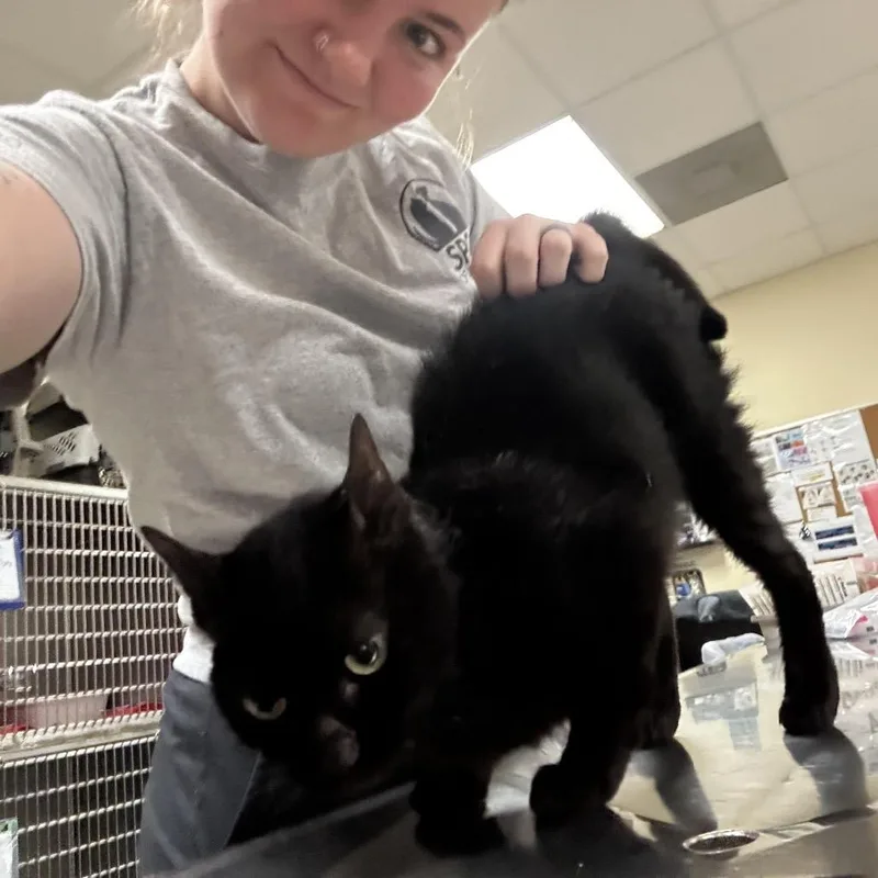 An adult medium-sized female Black Domestic Short Hair cat named Gamora for adoption in Titusville, FL