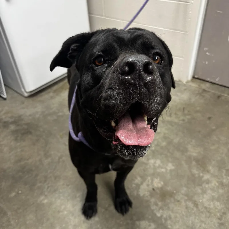 An adult extra large-sized male Black Cane Corso dog named Striker for adoption in Manhattan, KS