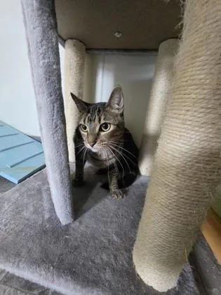 An adult small-sized male Domestic Short Hair cat named Taco for adoption in Houston, TX