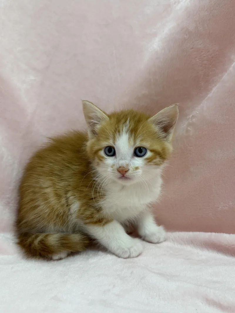 A baby medium-sized male Tabby (Orange / Red) Domestic Short Hair cat named Cheshire for adoption in Greensboro, NC