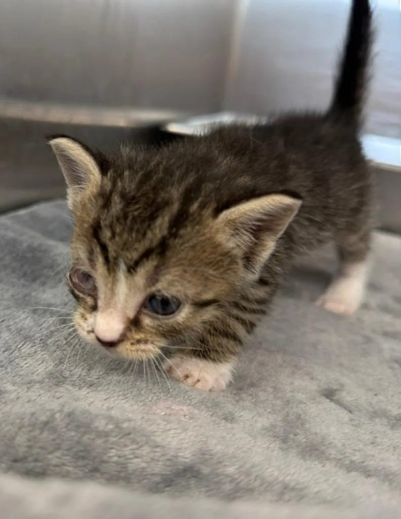 A baby small-sized female Domestic Short Hair cat named Beakley for adoption in Hartsville, SC