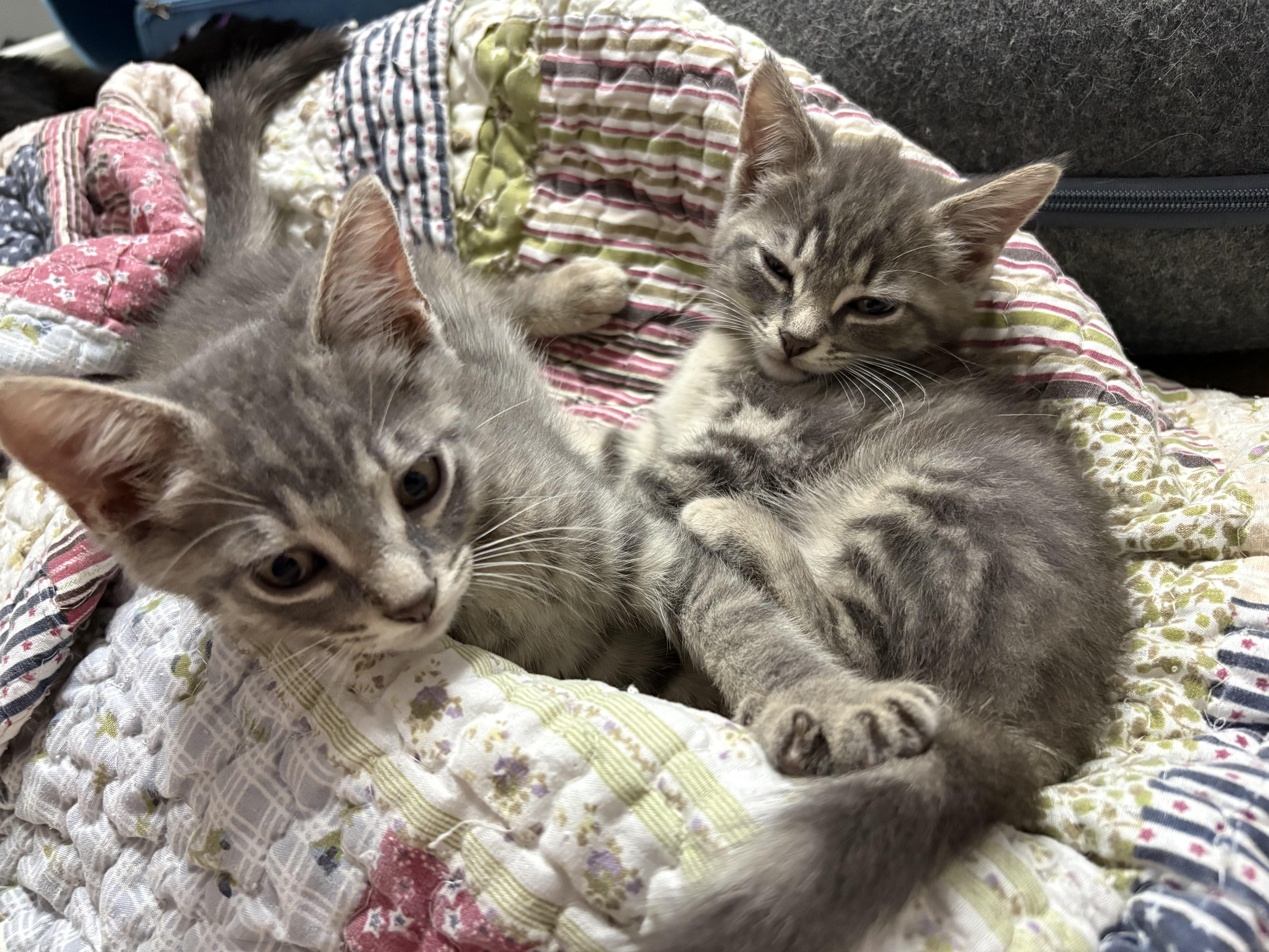 A baby medium-sized female Domestic Medium Hair cat named Sydney for adoption in Vineyard Haven, MA
