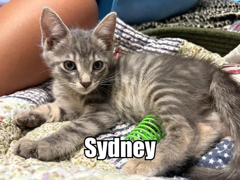 Sydney thumbnail 5