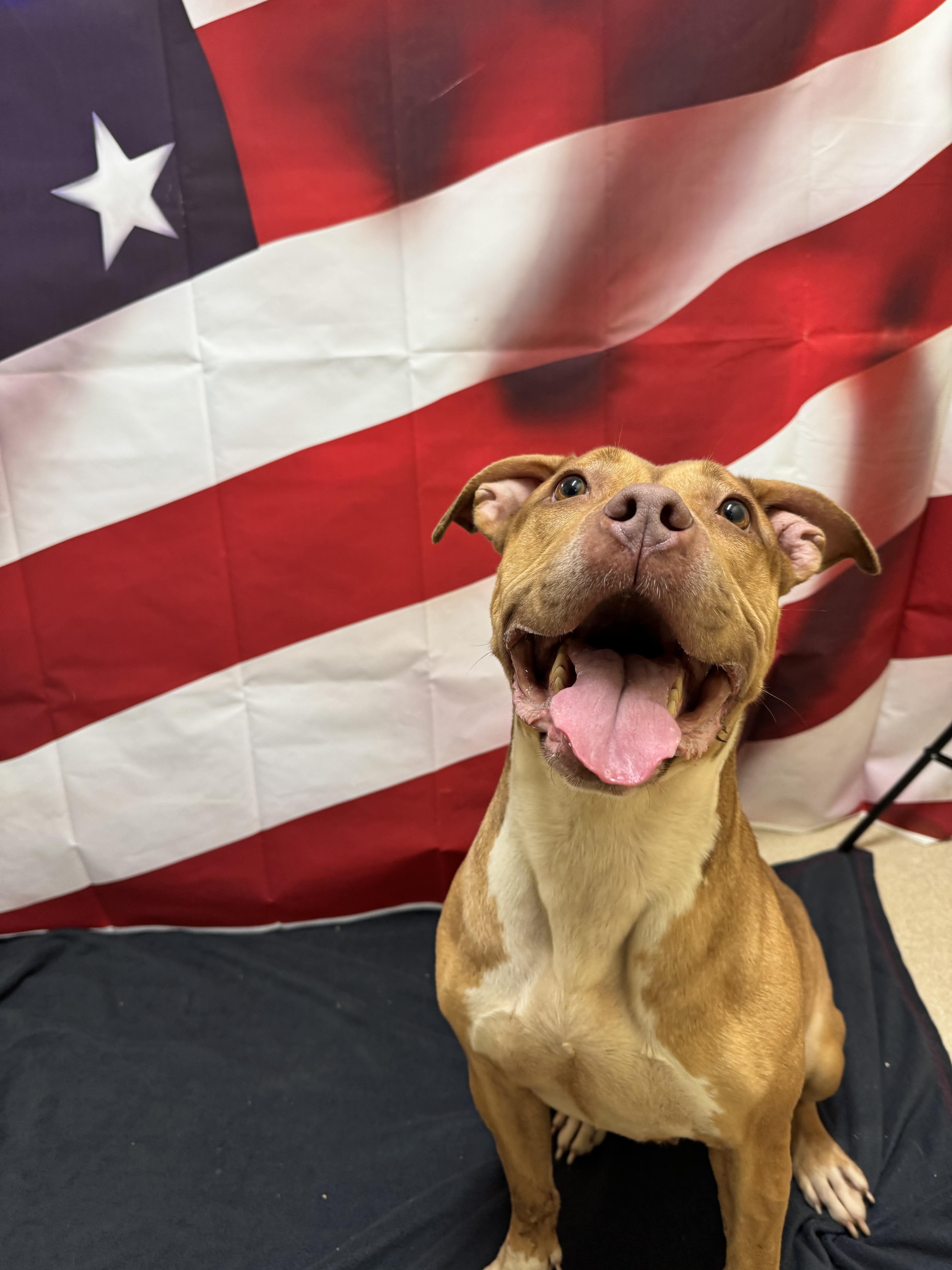 An adult medium-sized female Apricot / Beige American Staffordshire Terrier dog named Hemi for adoption in Woodbridge, CT