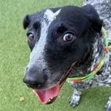 An adult large-sized female Black German Shorthaired Pointer dog named Suzie for adoption in Tampa, FL