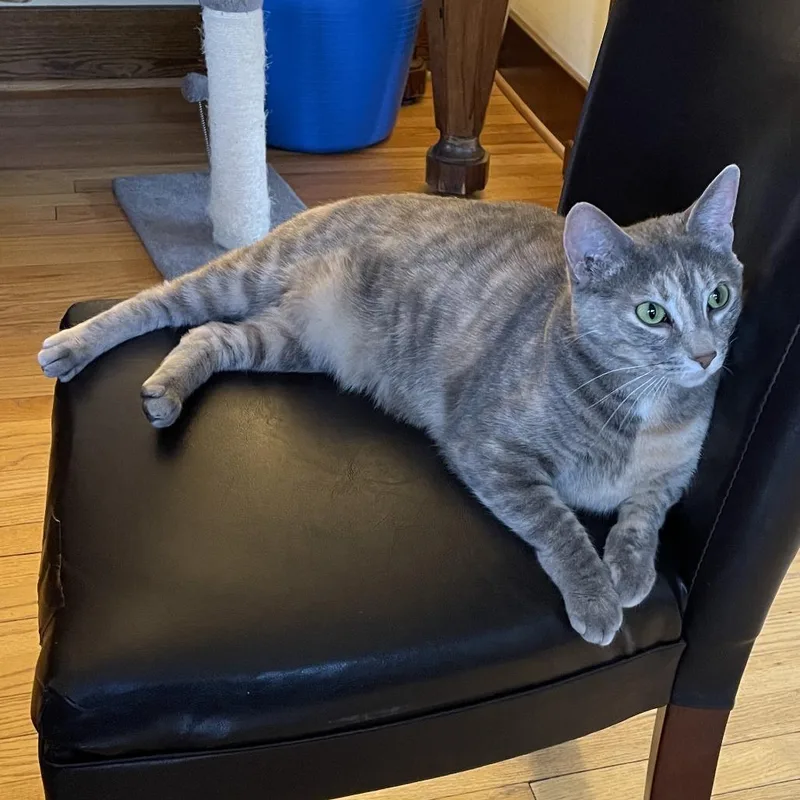 An adult small-sized female Gray / Blue / Silver Domestic Short Hair cat named Shelly C for adoption in Princeton, MN